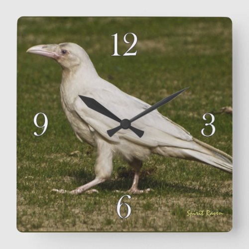 Rare White Raven Wildlife Photography Square Wall Clock