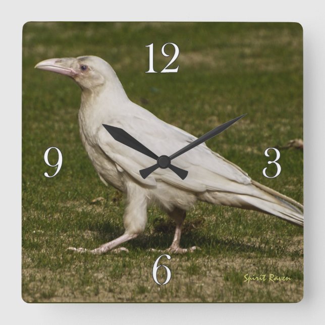 Rare White Raven Wildlife Photography Square Wall Clock (Front)