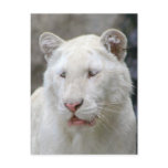 Rare White Tiger Postcard