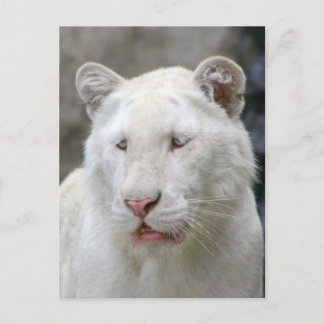 Rare White Tiger Postcard