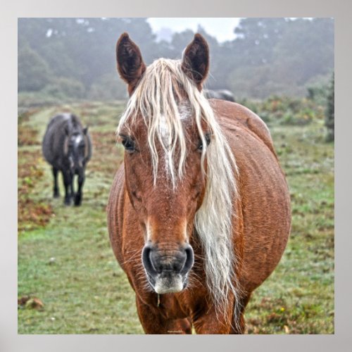 Rare Wild New Forest Palomino Pony England Poster