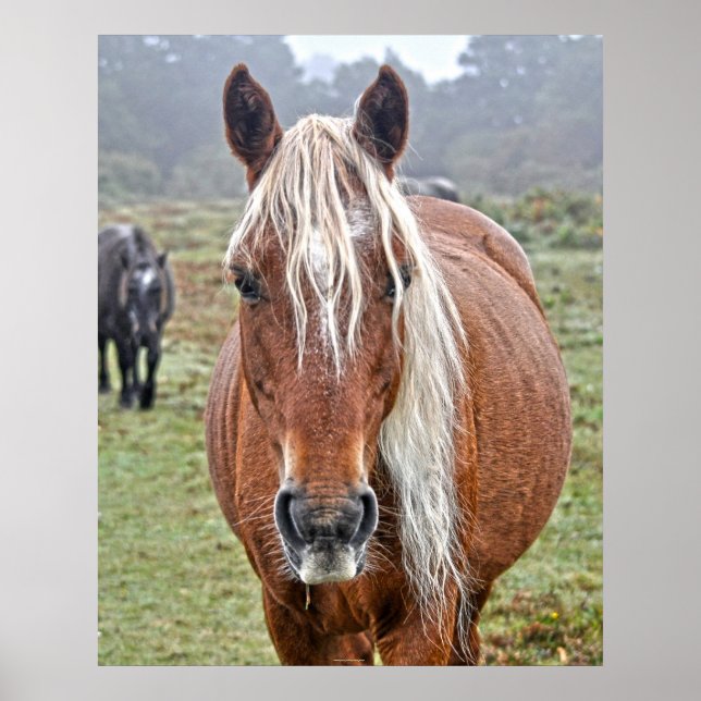 Rare Wild New Forest Palomino Pony Hampshire, UK Poster (Front)