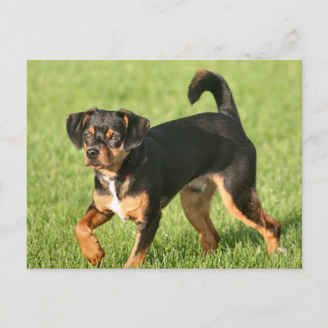 Rascal Postcard (Front)