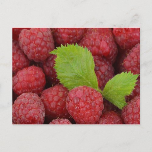 Raspberries Postcard