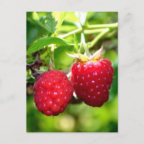 Raspberries Postcard