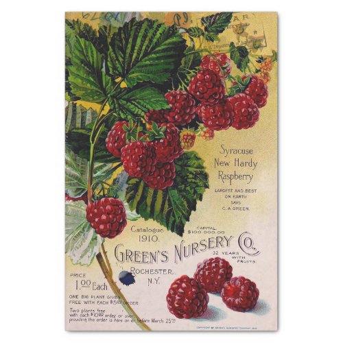 Raspberries Vintage Nursery Catalog Tissue Paper
