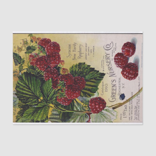 Raspberries Vintage Nursery Catalog Tissue Paper (Front)