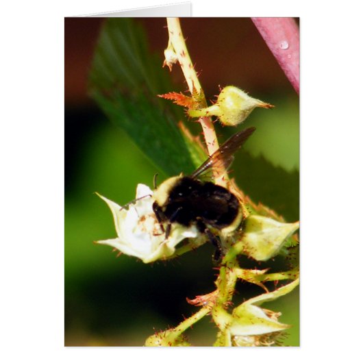 Raspberry Bee (Front)