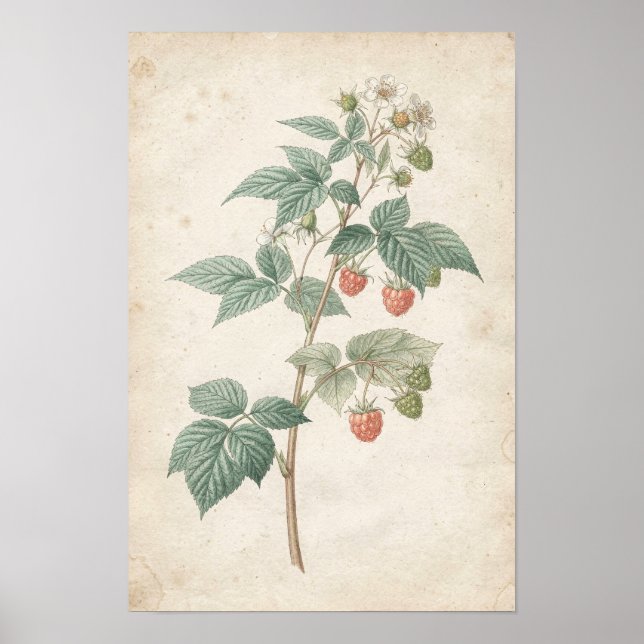 Raspberry Cane Botanical Study on Ivory Poster (Front)