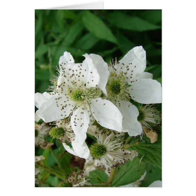 Raspberry Flowers Cards (Front)