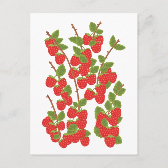 Raspberry fruit postcard (Front)