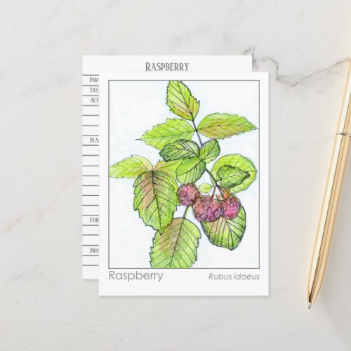 Raspberry Materia Medica Herbal Study Flash Card