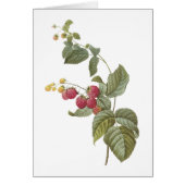 raspberry(Rubus sp.) by Redouté (Front)