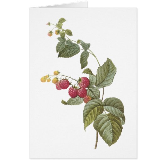 raspberry(Rubus sp.) by Redouté Cards (Front)