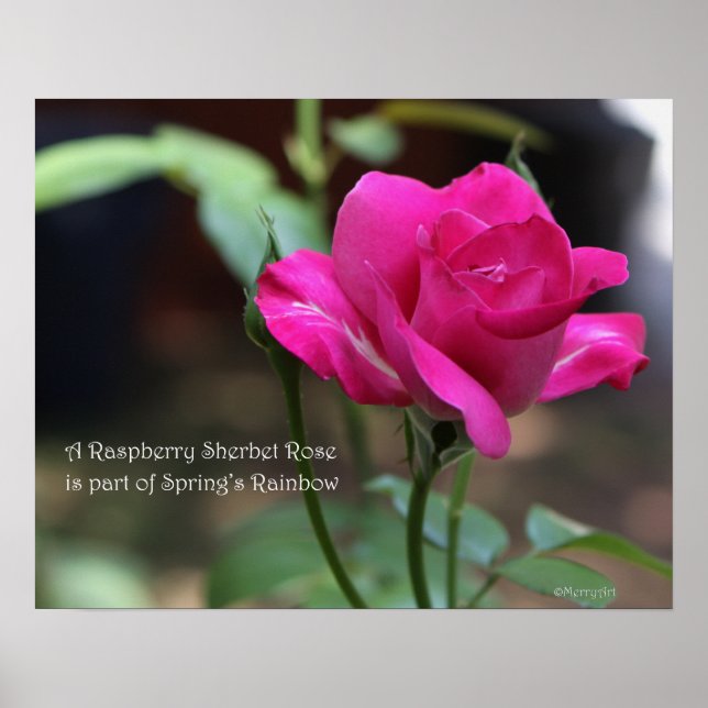 Raspberry Sherbet Rose Poster: ROSE & PROSE 20x16 Poster (Front)