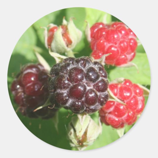 Raspberry Stickers | Zazzle.com