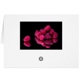 Raspberry Still Life (Back Horizontal)