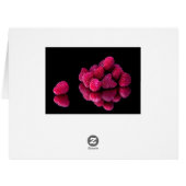 Raspberry Still Life Cards (Back Horizontal)