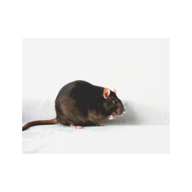 Rat 14x11 (35x27.5cm) wamecna metal print (Front)