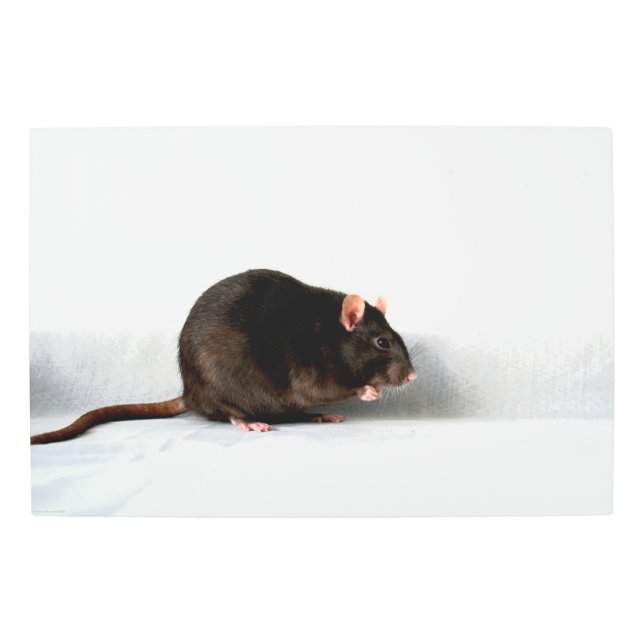 Rat 30x20 (75x50cm) wamecna metal print (Front)