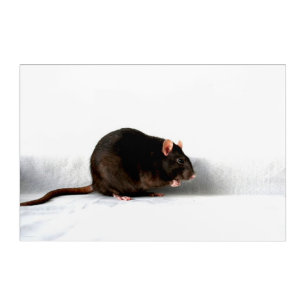 Rat 36x24 (90x60cm) waacnm acrylic print