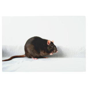 Rat 36x24 (90x60cm) wamecna metal print