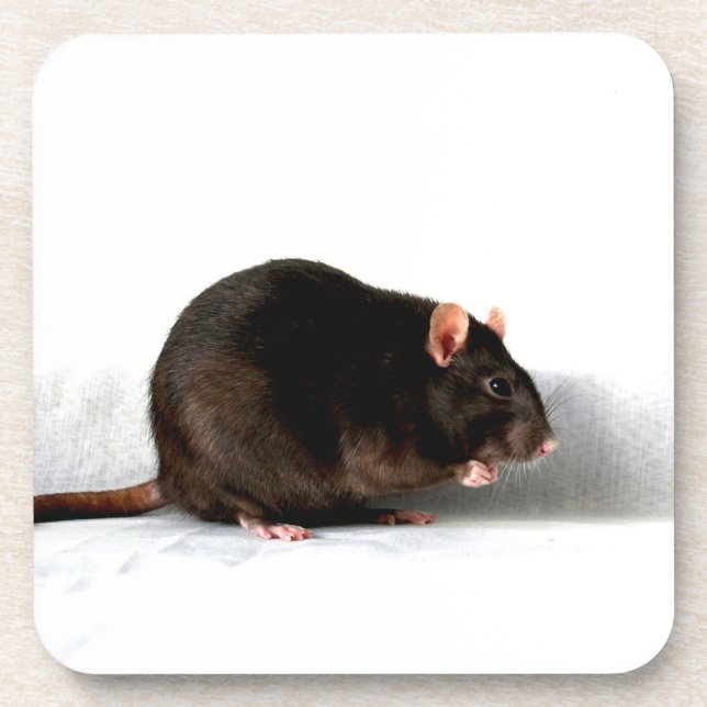 Rat coastercna beverage coaster (Front)