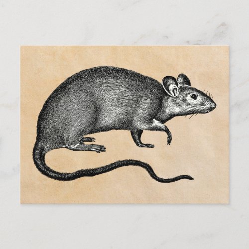 Rat  Halloween Vintage Postcard