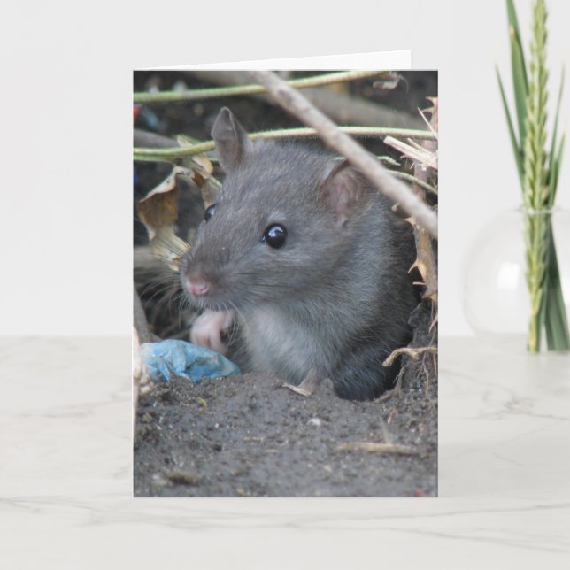 Rat in a hole Greeting Card (Front)
