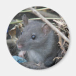 Rat in a hole Magnet