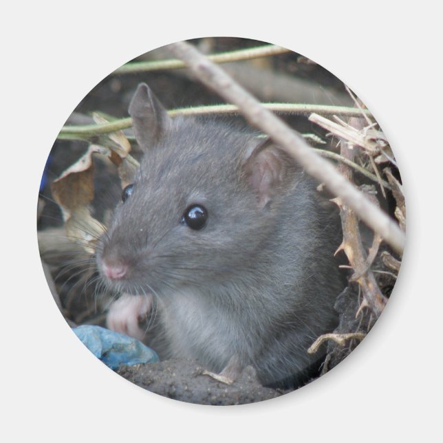 Rat in a hole Magnet (Front)