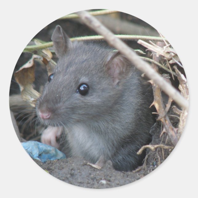 Rat in a hole sticker (Front)