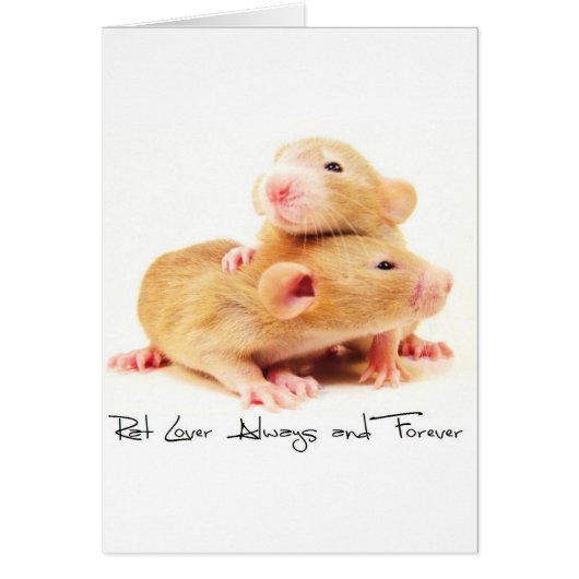 Rat Lover Always and Forever Cards (Front)
