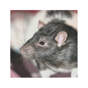 Rat Metal Print