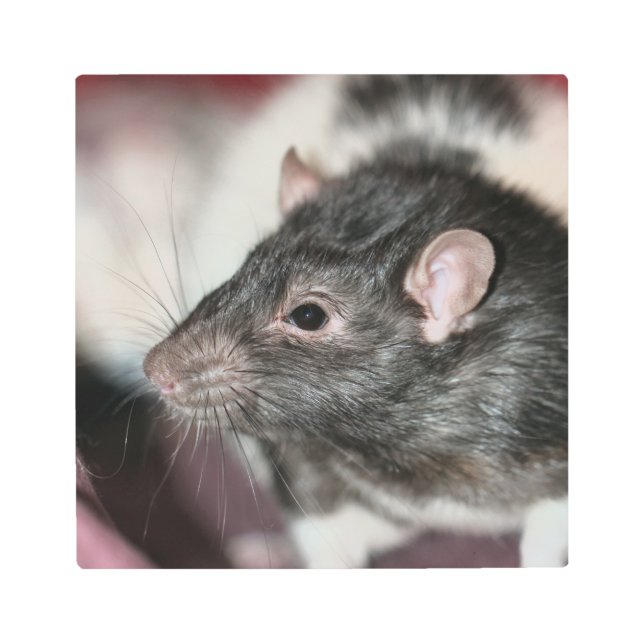 Rat Metal Print (Front)