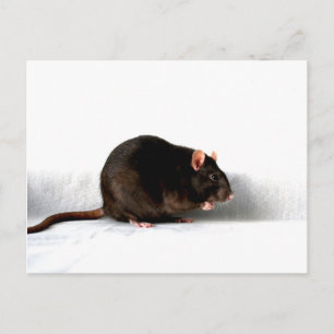 Rat pca postcard