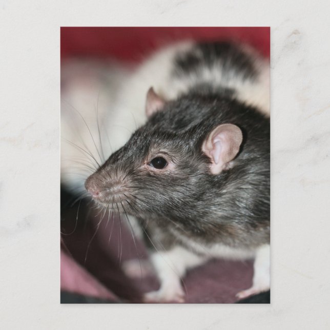 Rat Postcard (Front)
