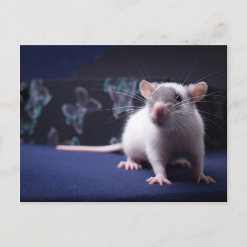 Rat Postcard