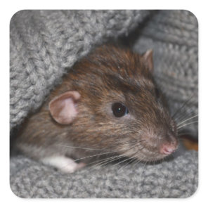 Rat Stickers