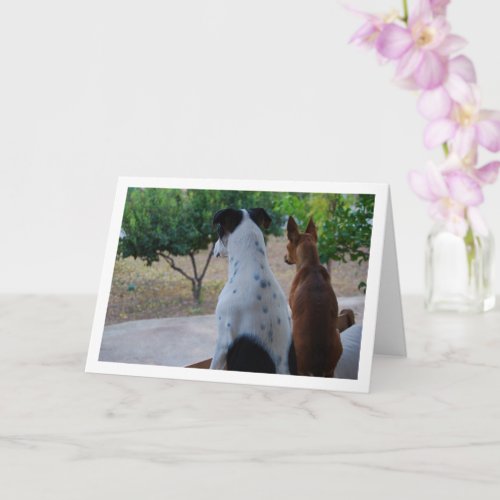 Rat Terrier and Miniature Pinscher Card