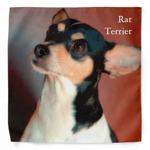 Rat Terrier Bandana