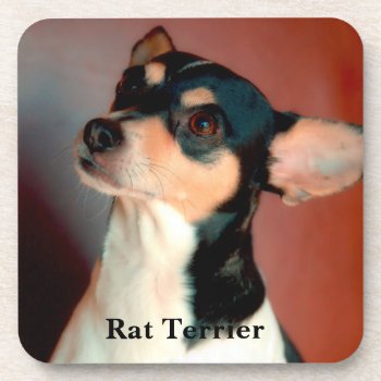 Rat Terrier Beverage Coaster by artinphotography at Zazzle