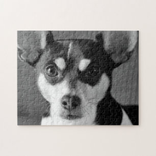 Rat Terrier, Black and White, Jigsaw Puzzle