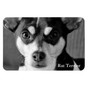 Rat Terrier, Black & White, Magnet