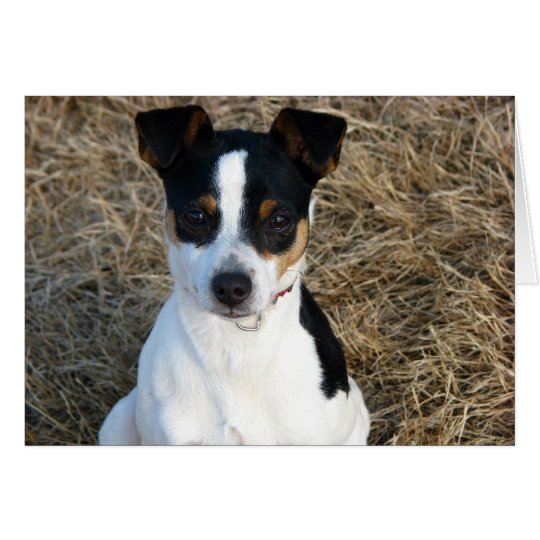 Rat Terrier Card | Zazzle