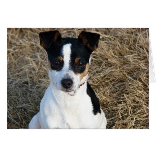 Rat Terrier Cards (Front Horizontal)