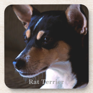 Rat Terrier Drink Coaster