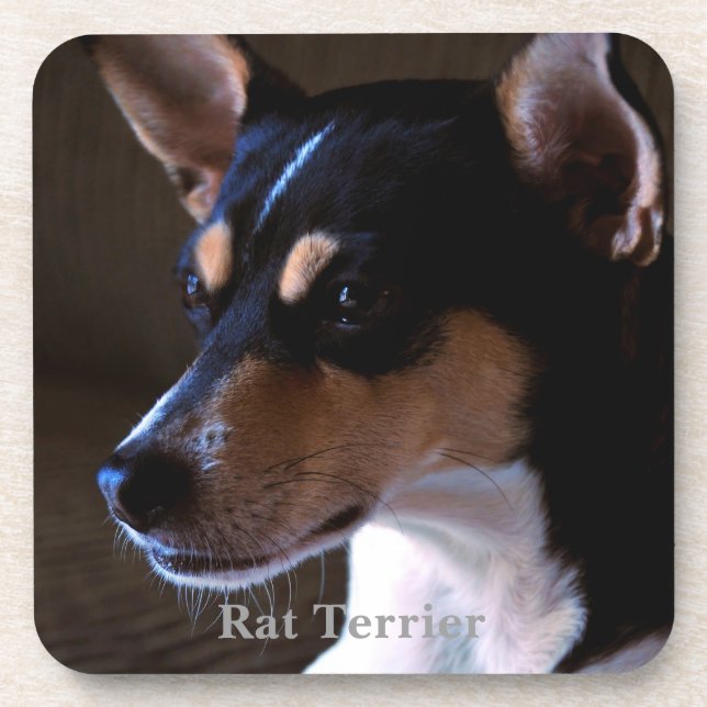 Rat Terrier Drink Coaster (Front)
