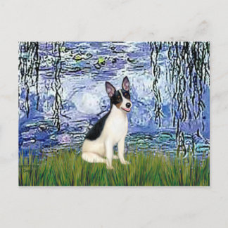 Rat Terrier - Lilies 6 Postcard