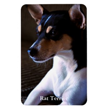 Rat Terrier Magnet by artinphotography at Zazzle